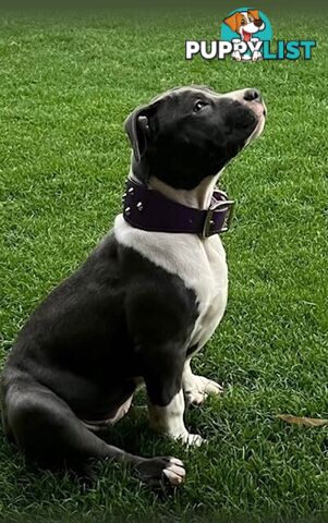 Purebred American staffys