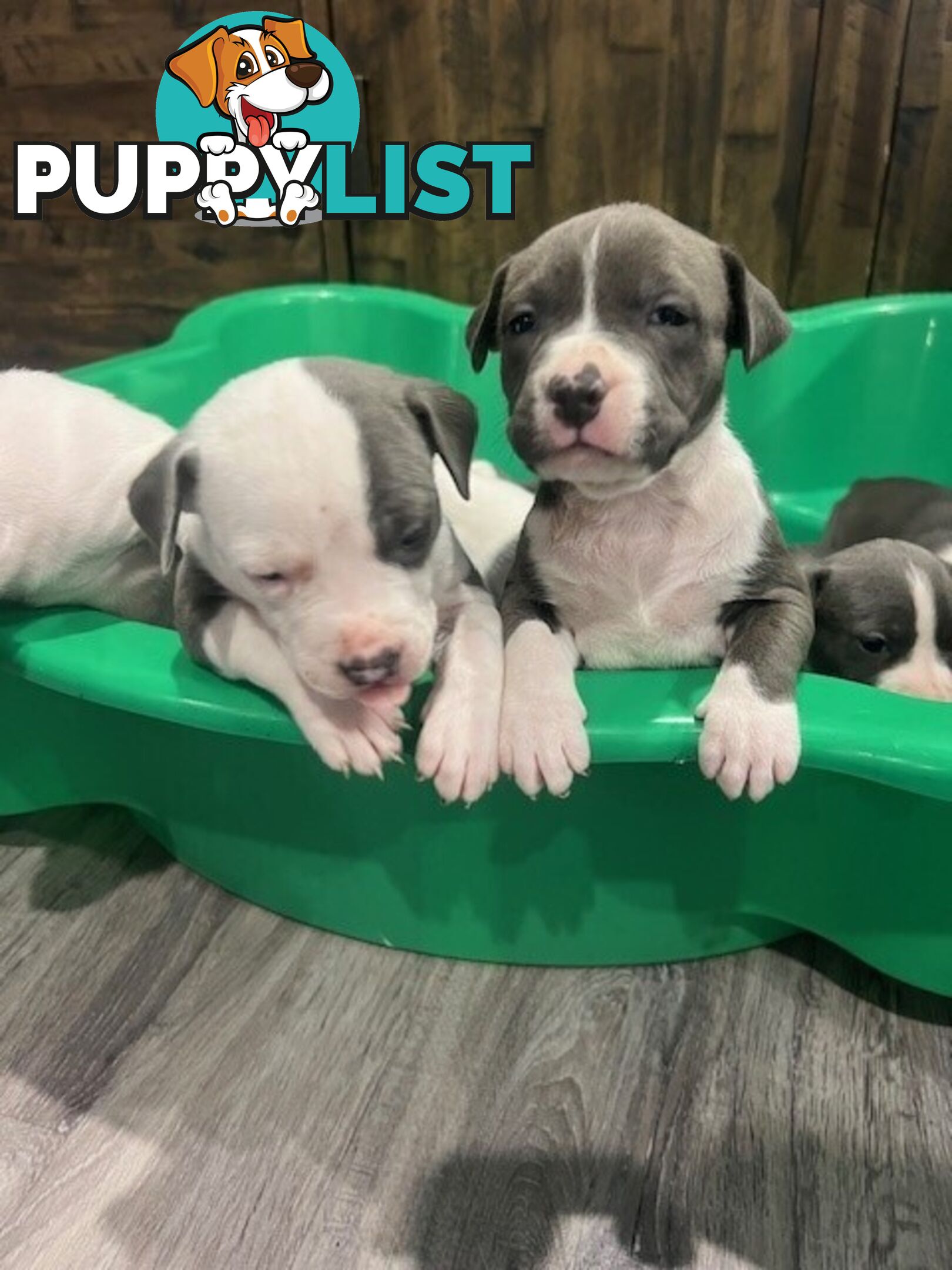 Purebred American staffys
