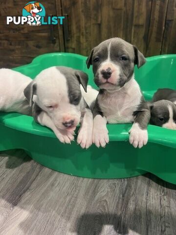 Purebred American staffys