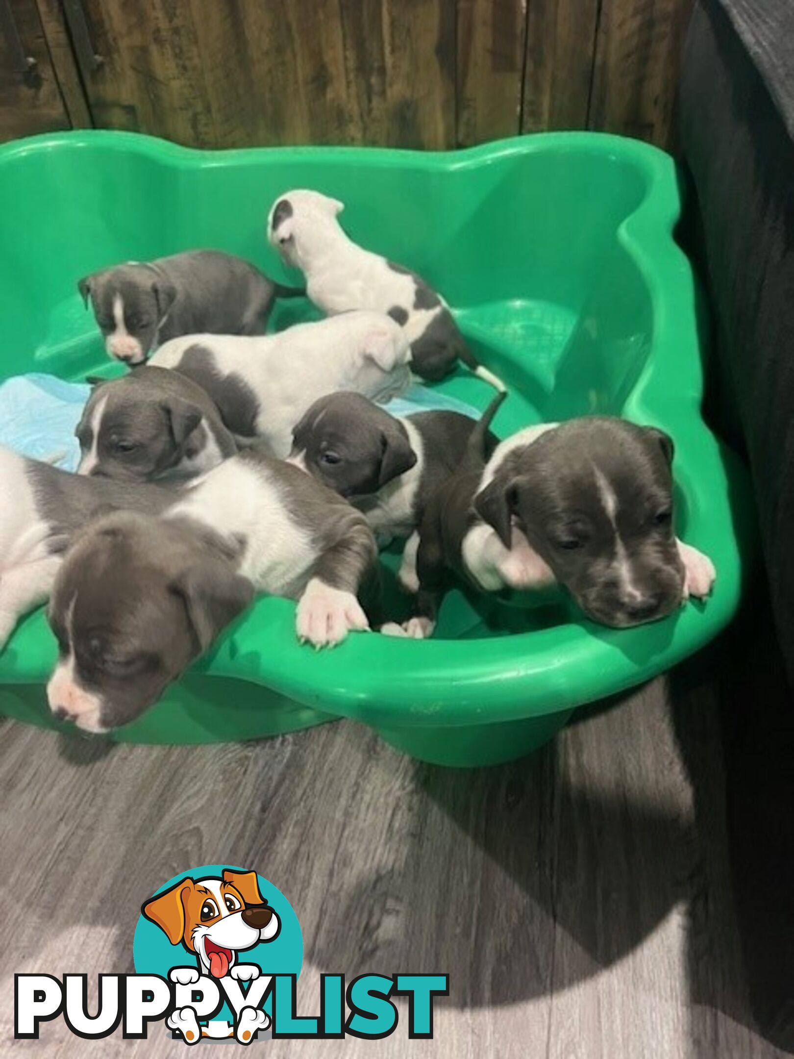 Purebred American staffys