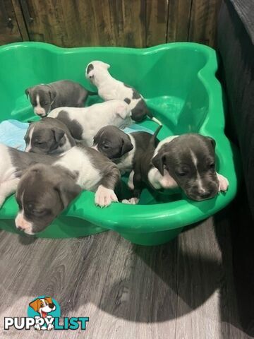 Purebred American staffys