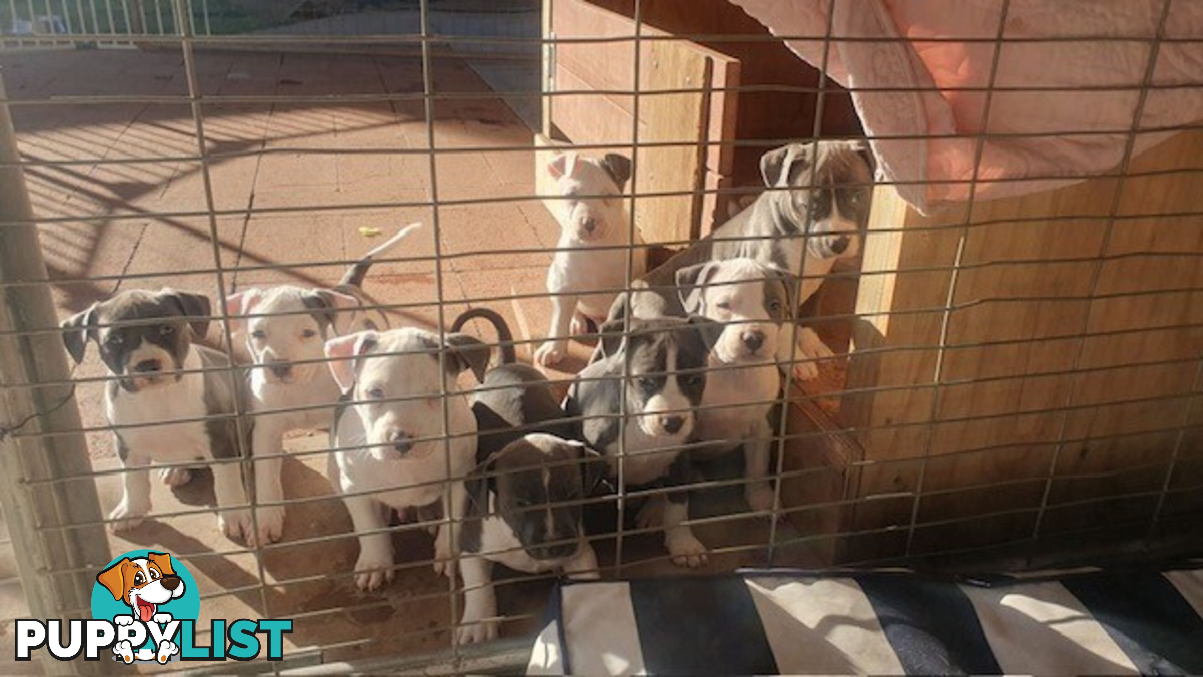 Purebred American staffys