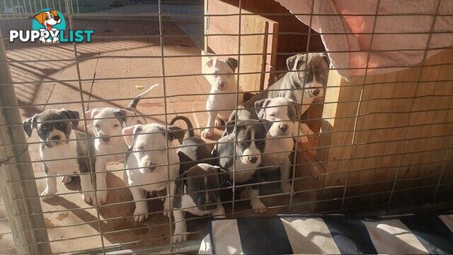 Purebred American staffys