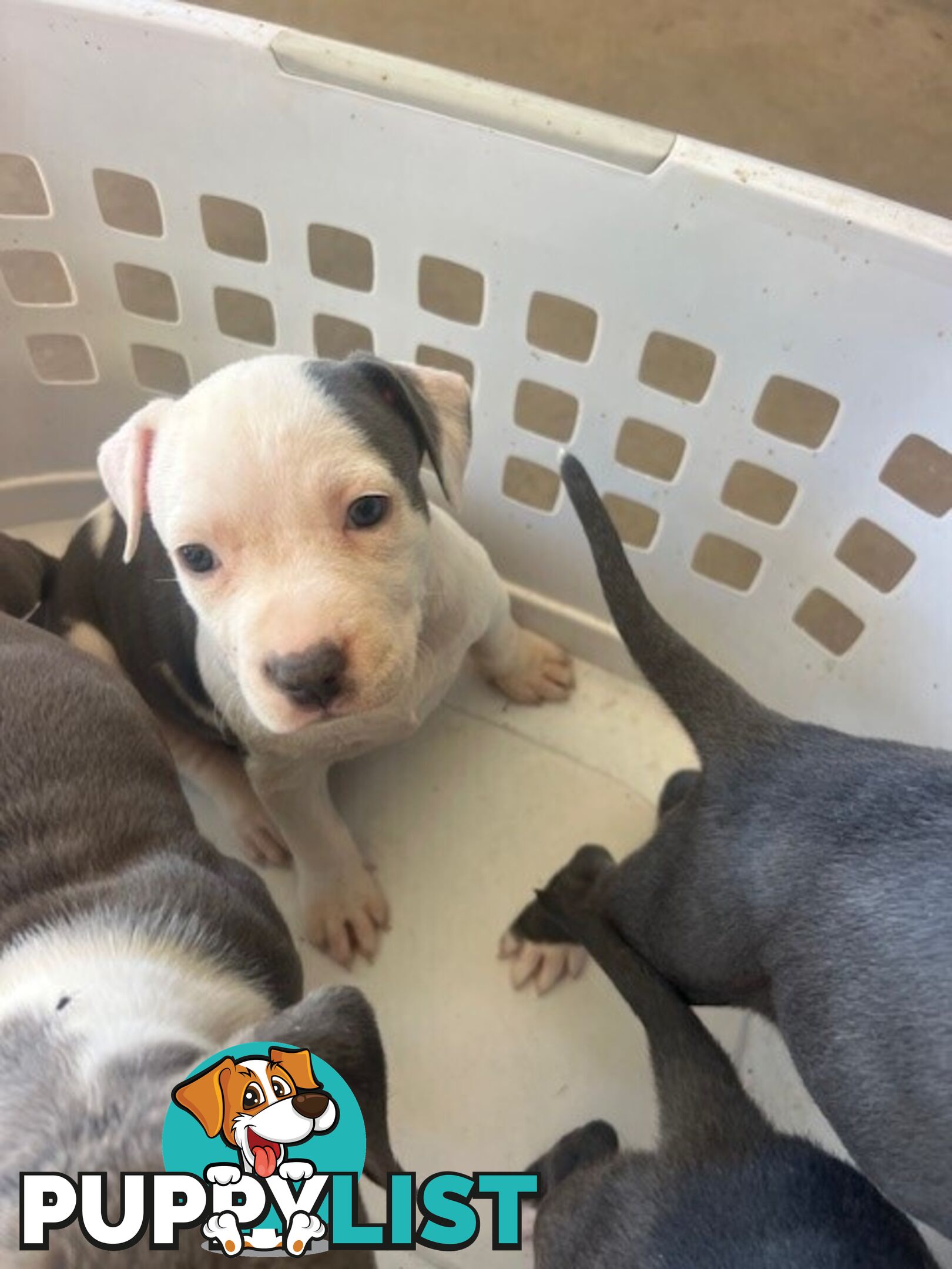 Purebred American staffys