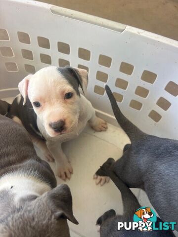 Purebred American staffys