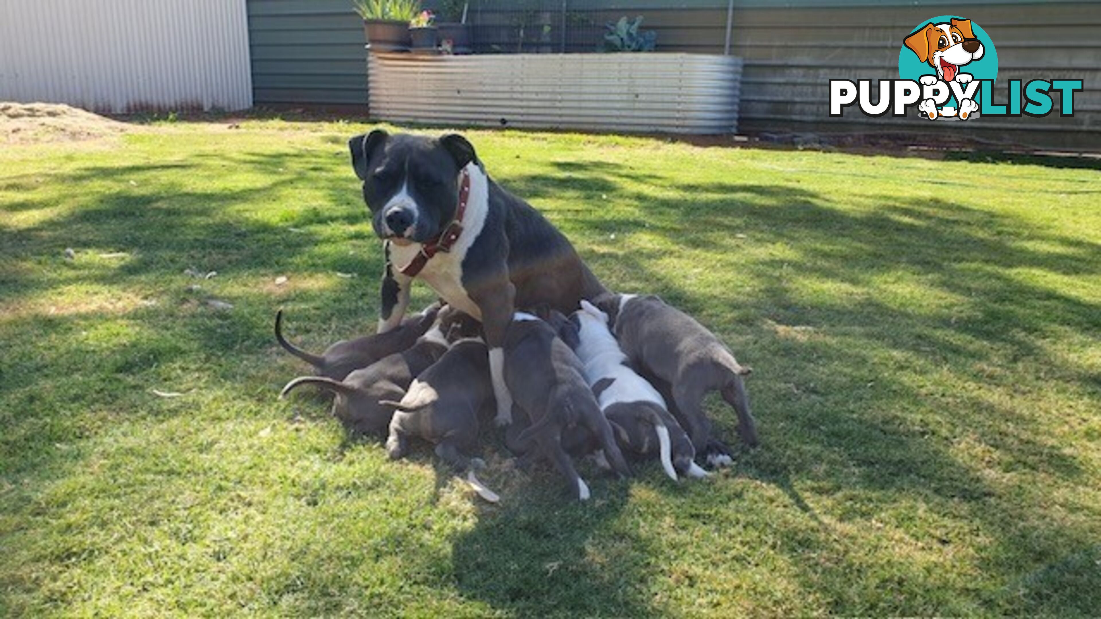 Purebred American staffys