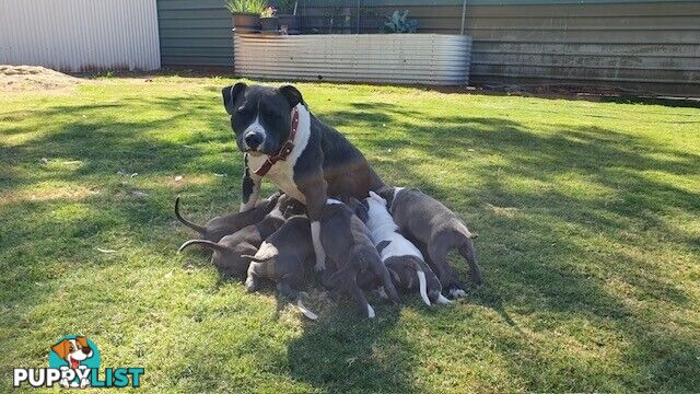 Purebred American staffys