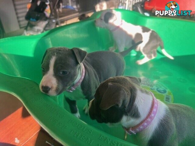 Purebred American staffys