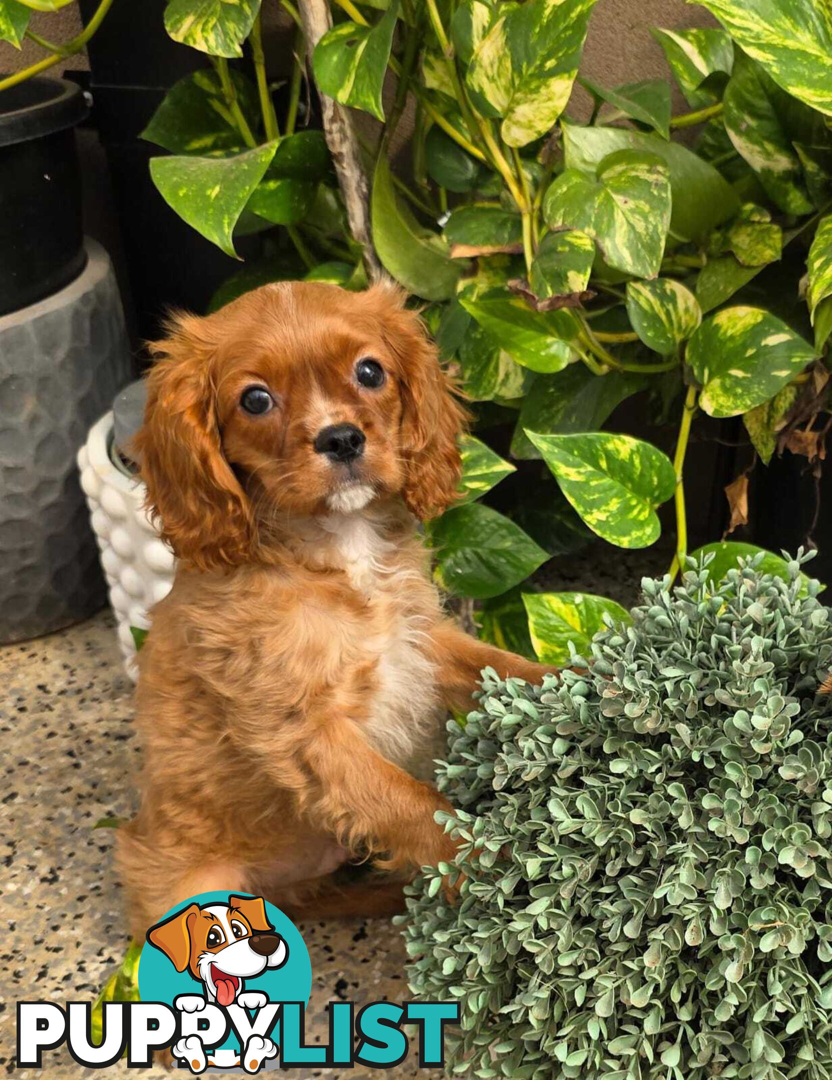 King Charles Cavalier Puppy