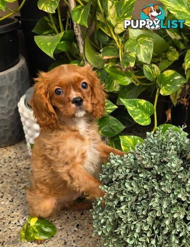 King Charles Cavalier Puppy