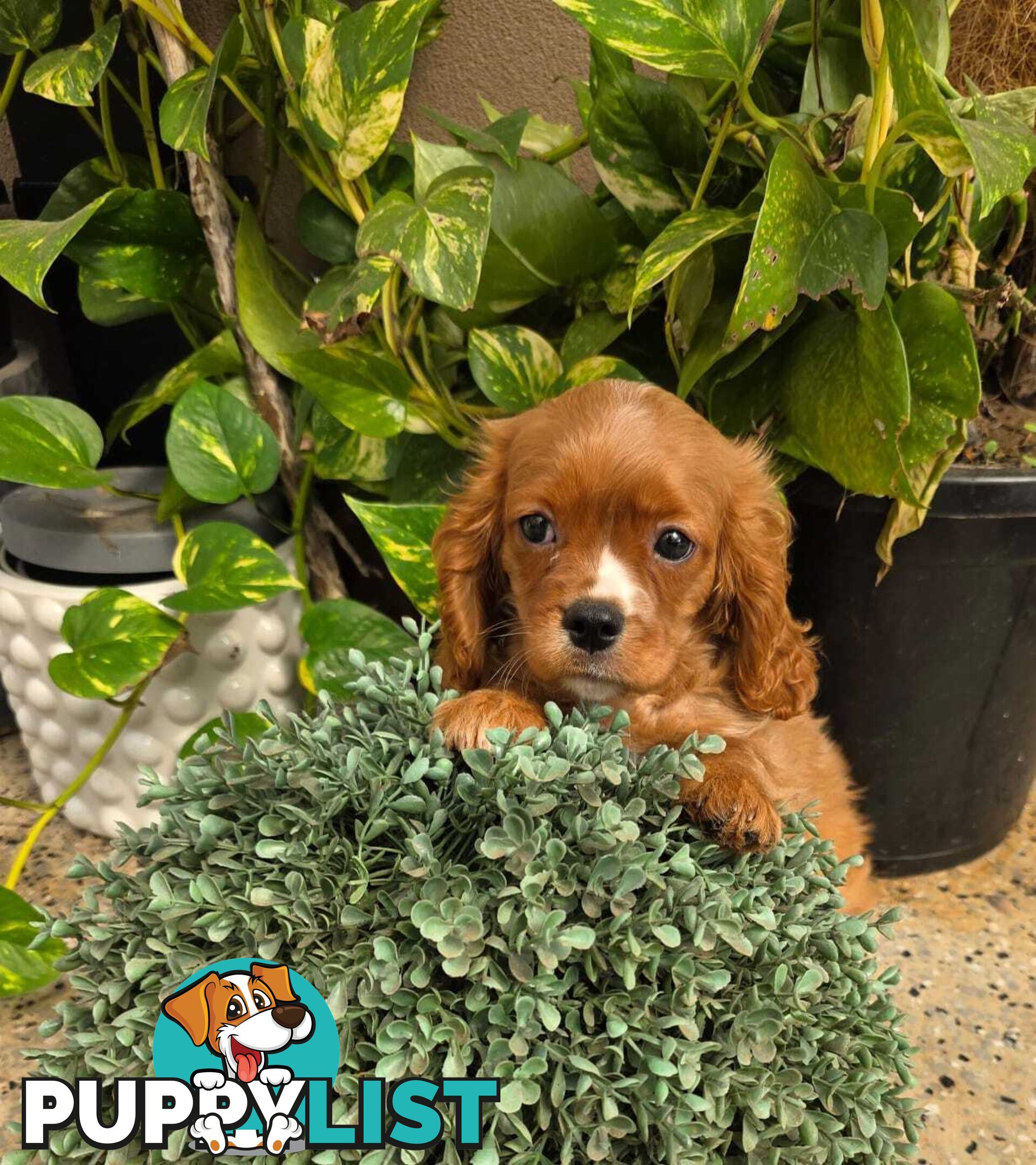 King Charles Cavalier Puppy