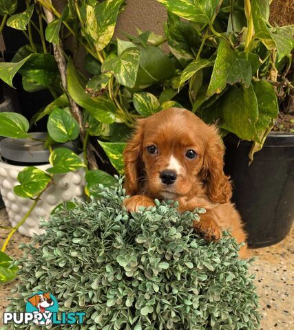 King Charles Cavalier Puppy