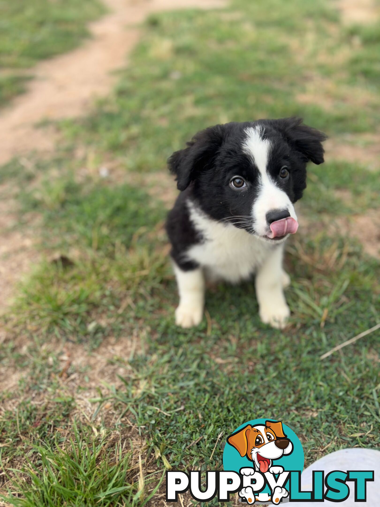 Pure Border collie puppies