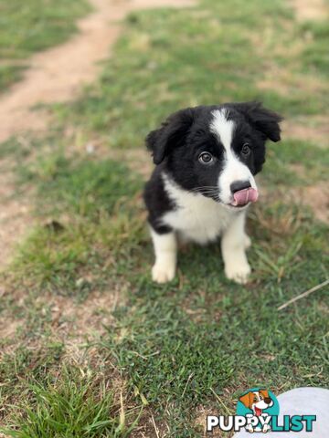 Border collie puppies