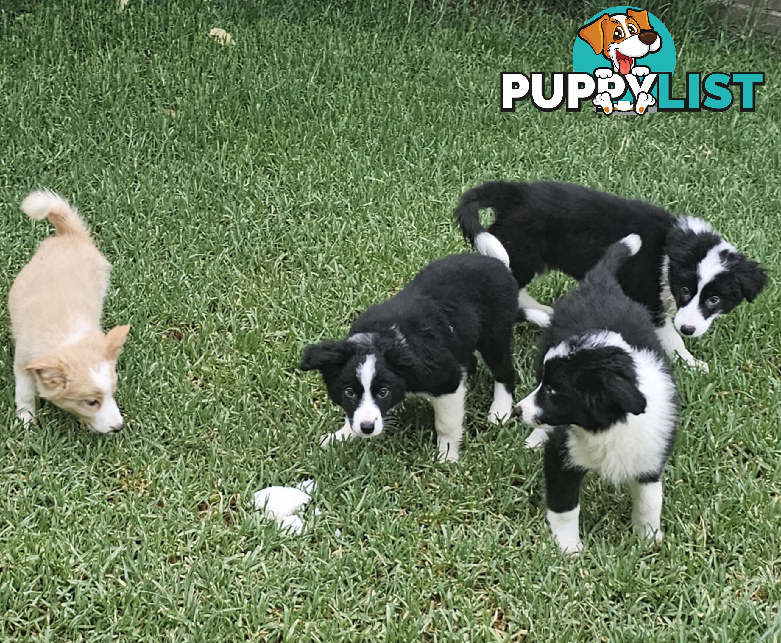 Pure Border collie puppies