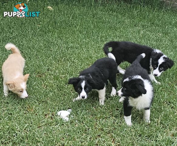 Pure Border collie puppies