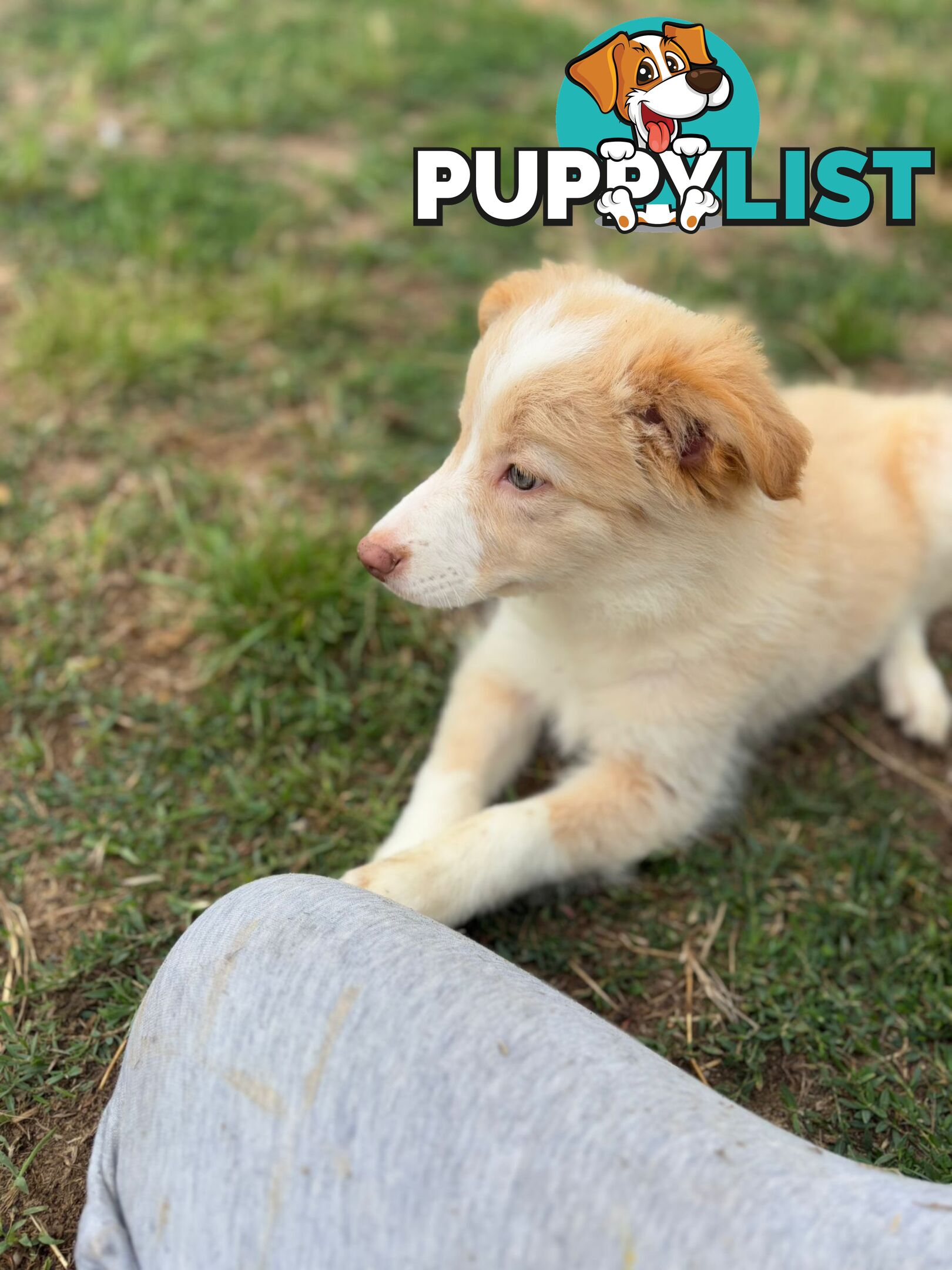 Pure Border collie puppies