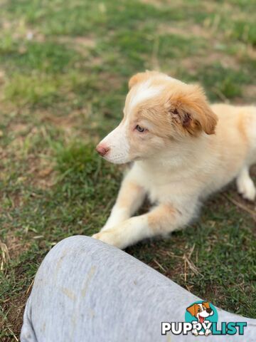 Pure Border collie puppies