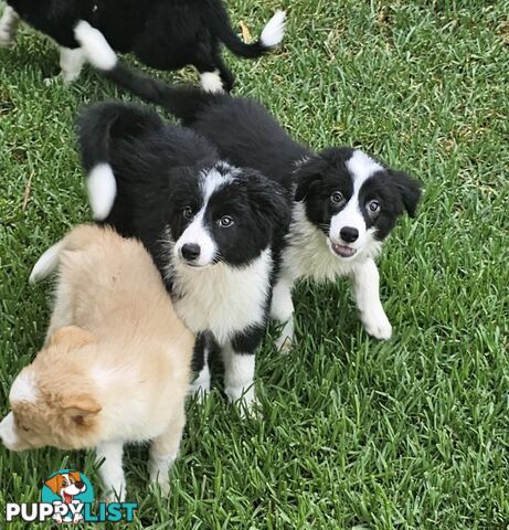 Pure Bred Border collie puppies (DNA parents)