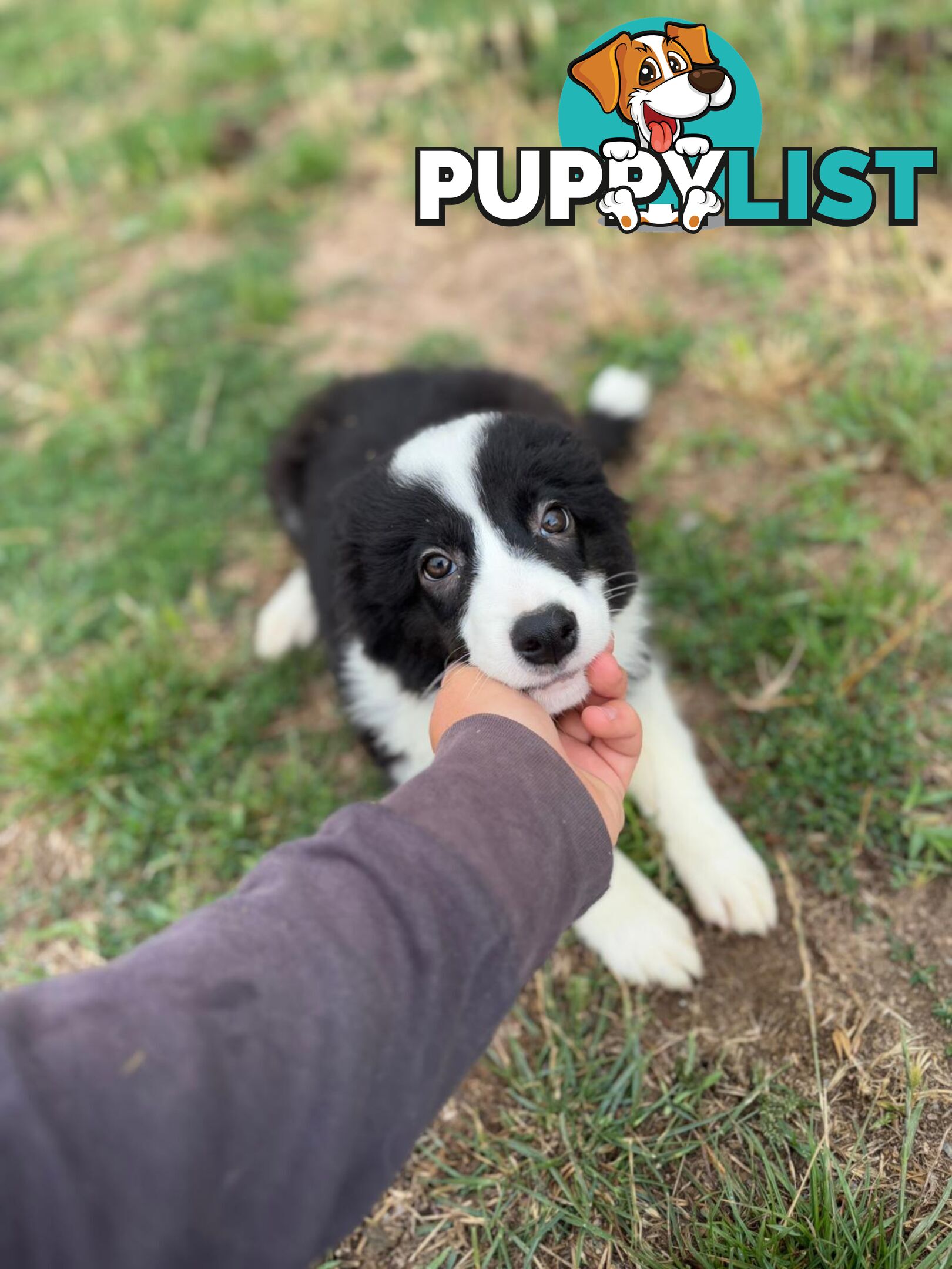 Pure Border collie puppies