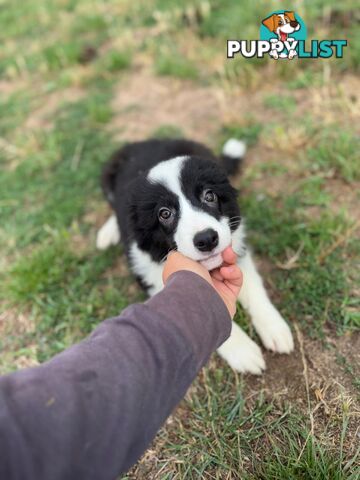 Pure Border collie puppies