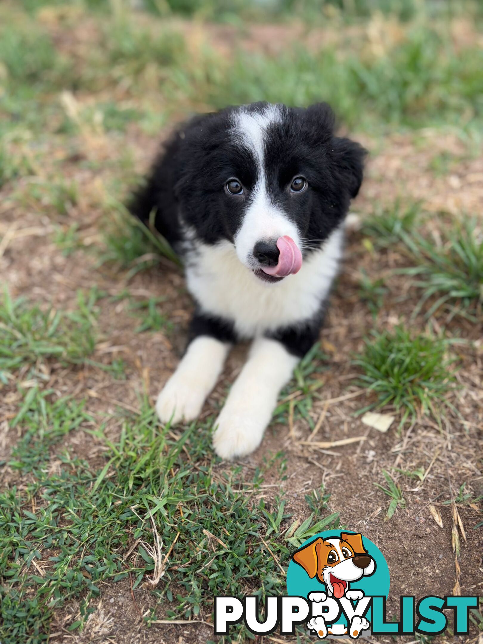 Pure Border collie puppies