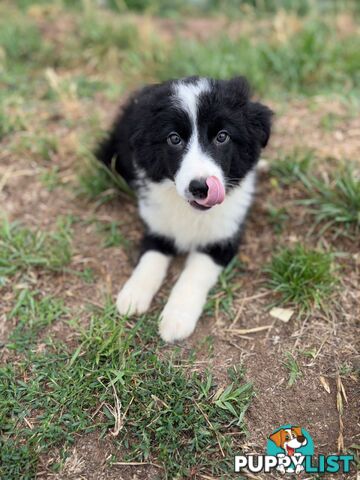 Pure Border collie puppies