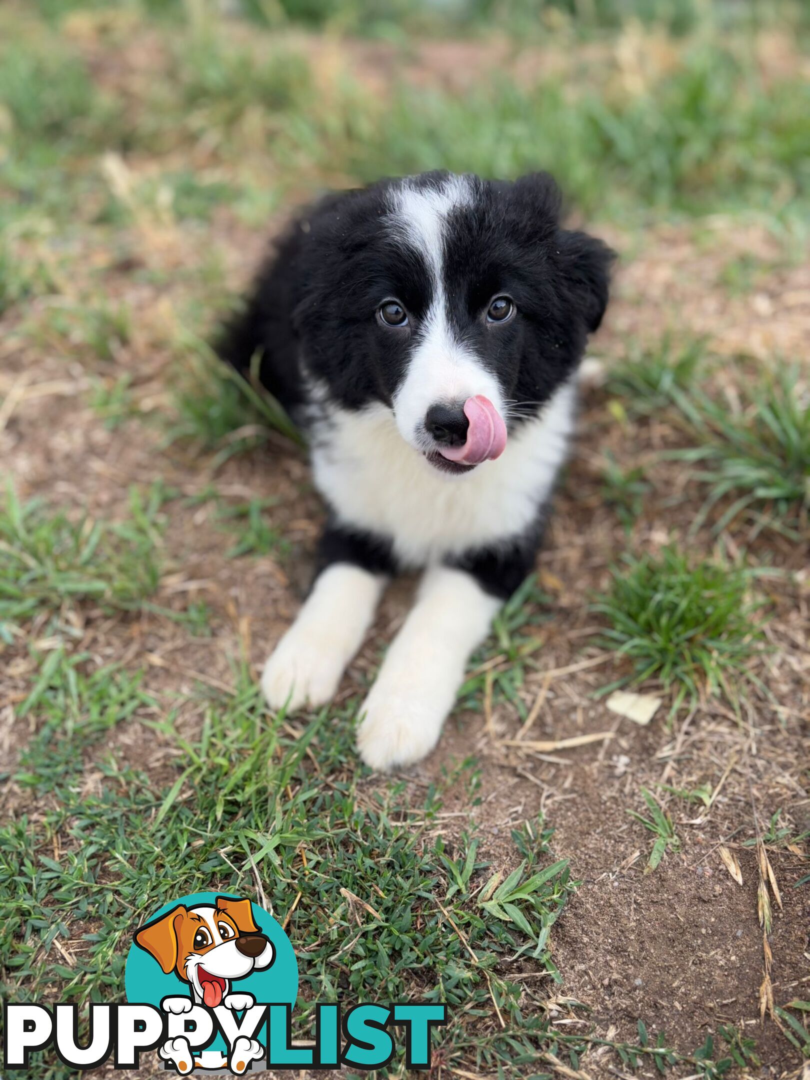 Pure Border collie puppies