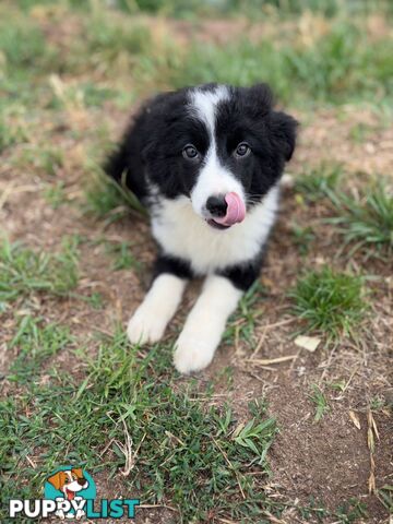 Pure Border collie puppies