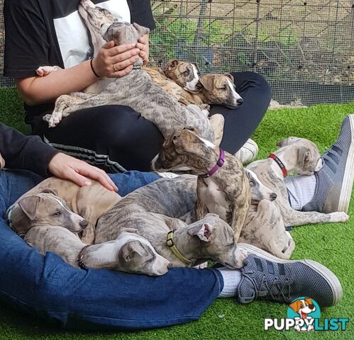 Pedigree Whippet Puppies