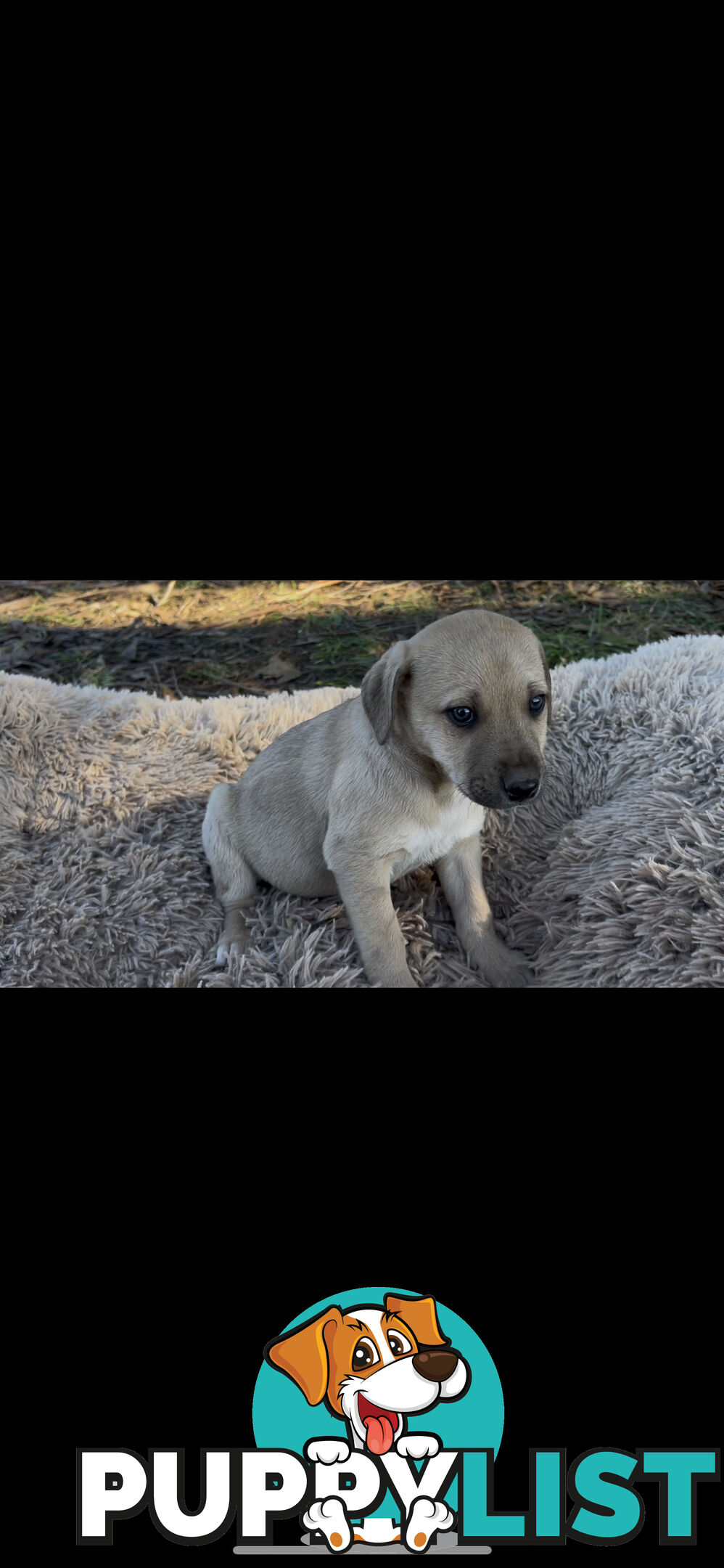 Puppies free to good homes