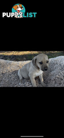 Puppies free to good homes