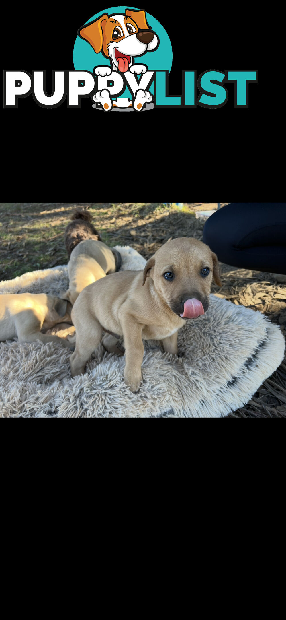 Puppies free to good homes