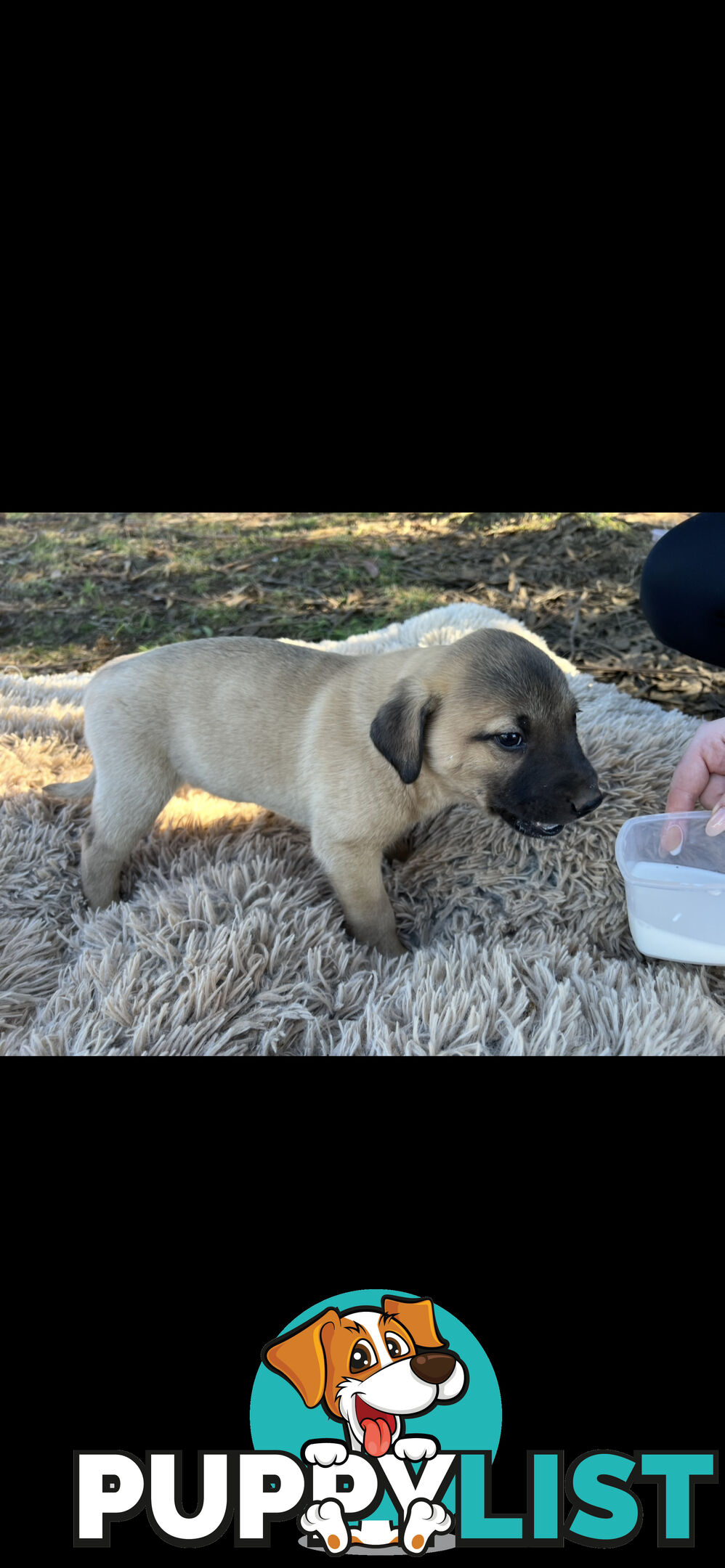 Puppies free to good homes