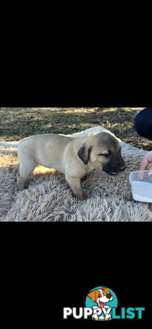 Puppies free to good homes