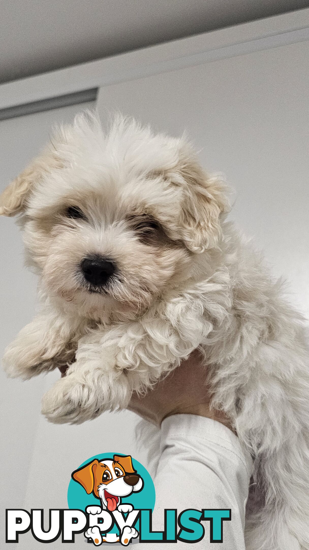 Maltese Shih Tzu