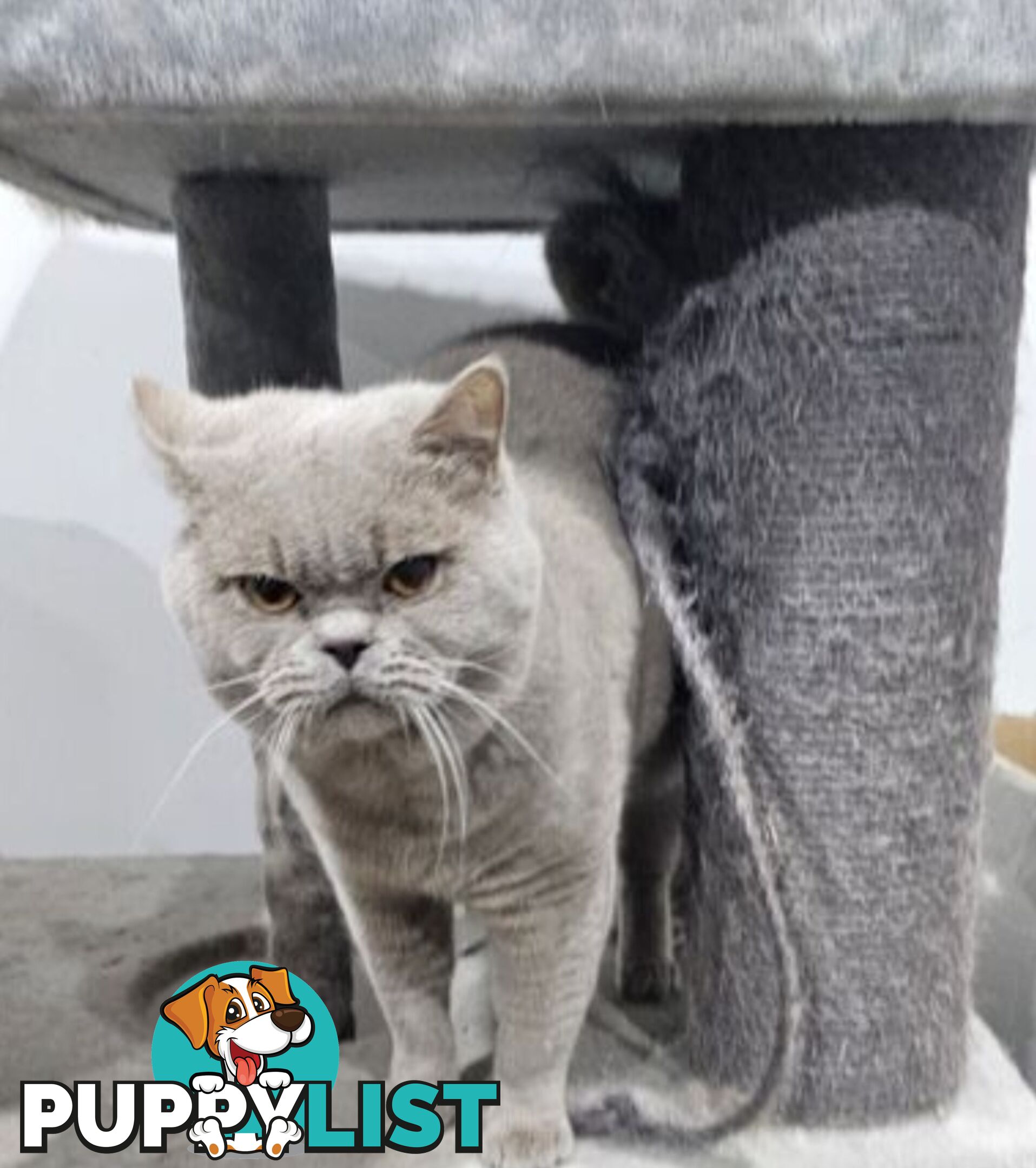 British Shorthair Lilac