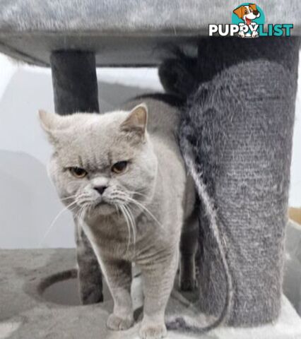 British Shorthair Lilac
