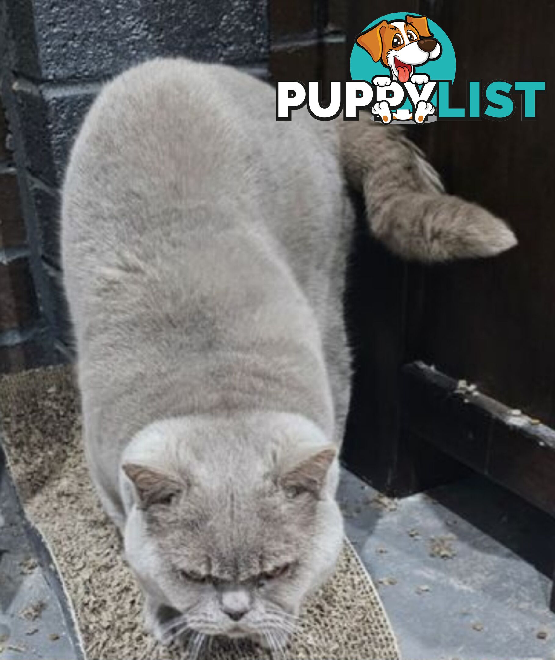 British Shorthair Lilac