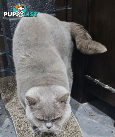 British Shorthair Lilac