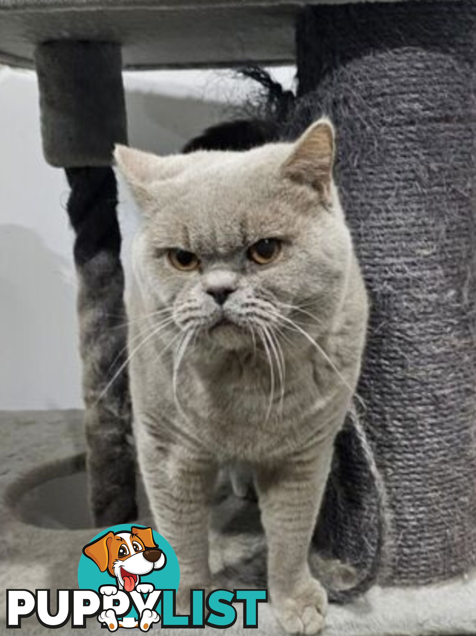 British Shorthair Lilac