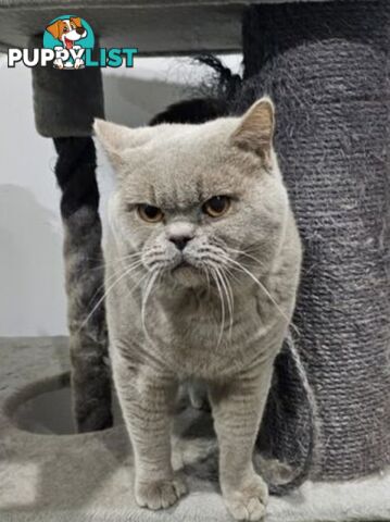 British Shorthair Lilac