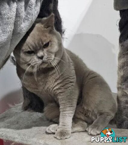 British Shorthair Lilac