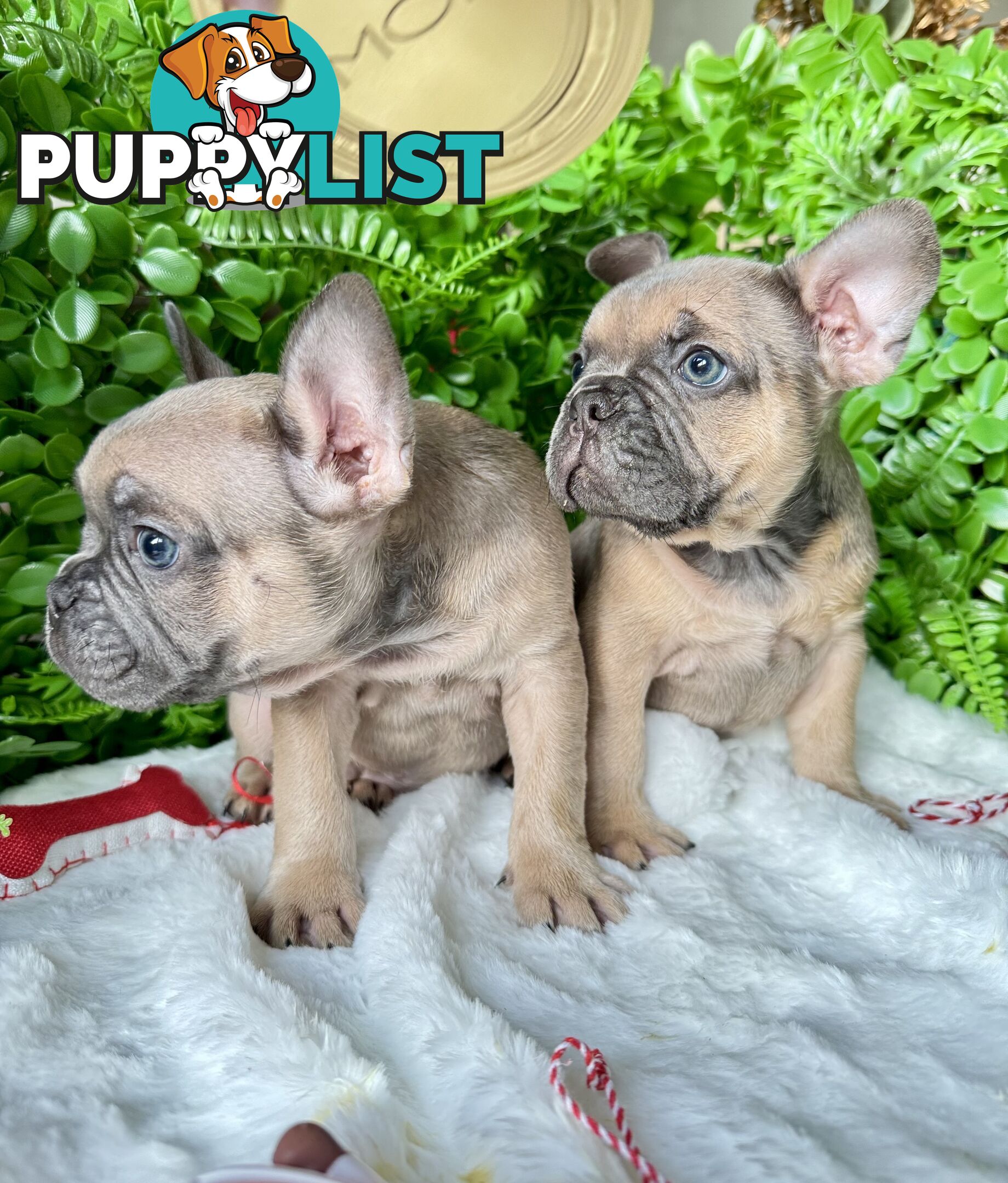 French Bulldog Puppies