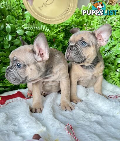 French Bulldog Puppies