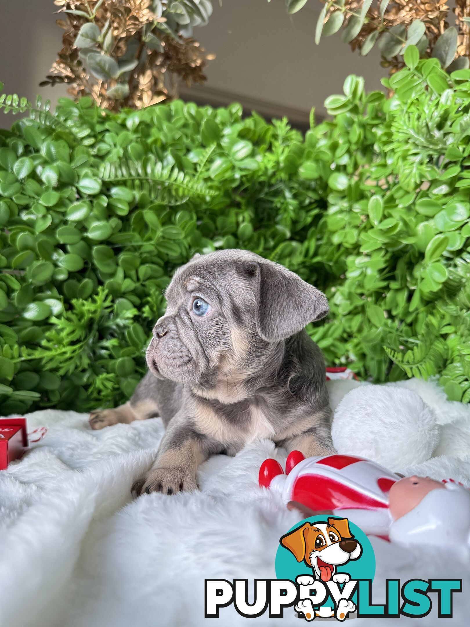 French Bulldog Puppies