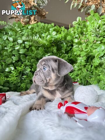 French Bulldog Puppies