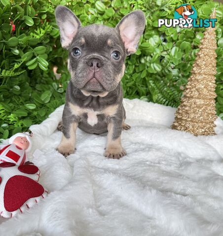 French Bulldog Puppies