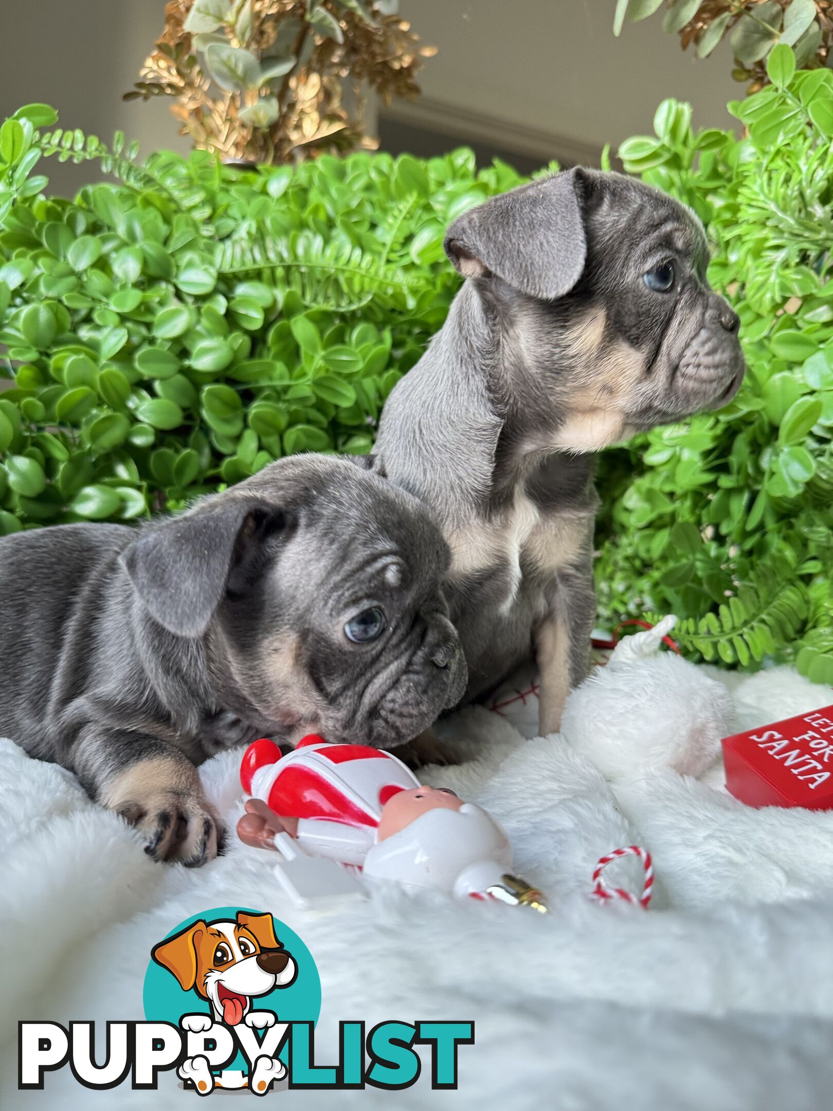 French Bulldog Puppies