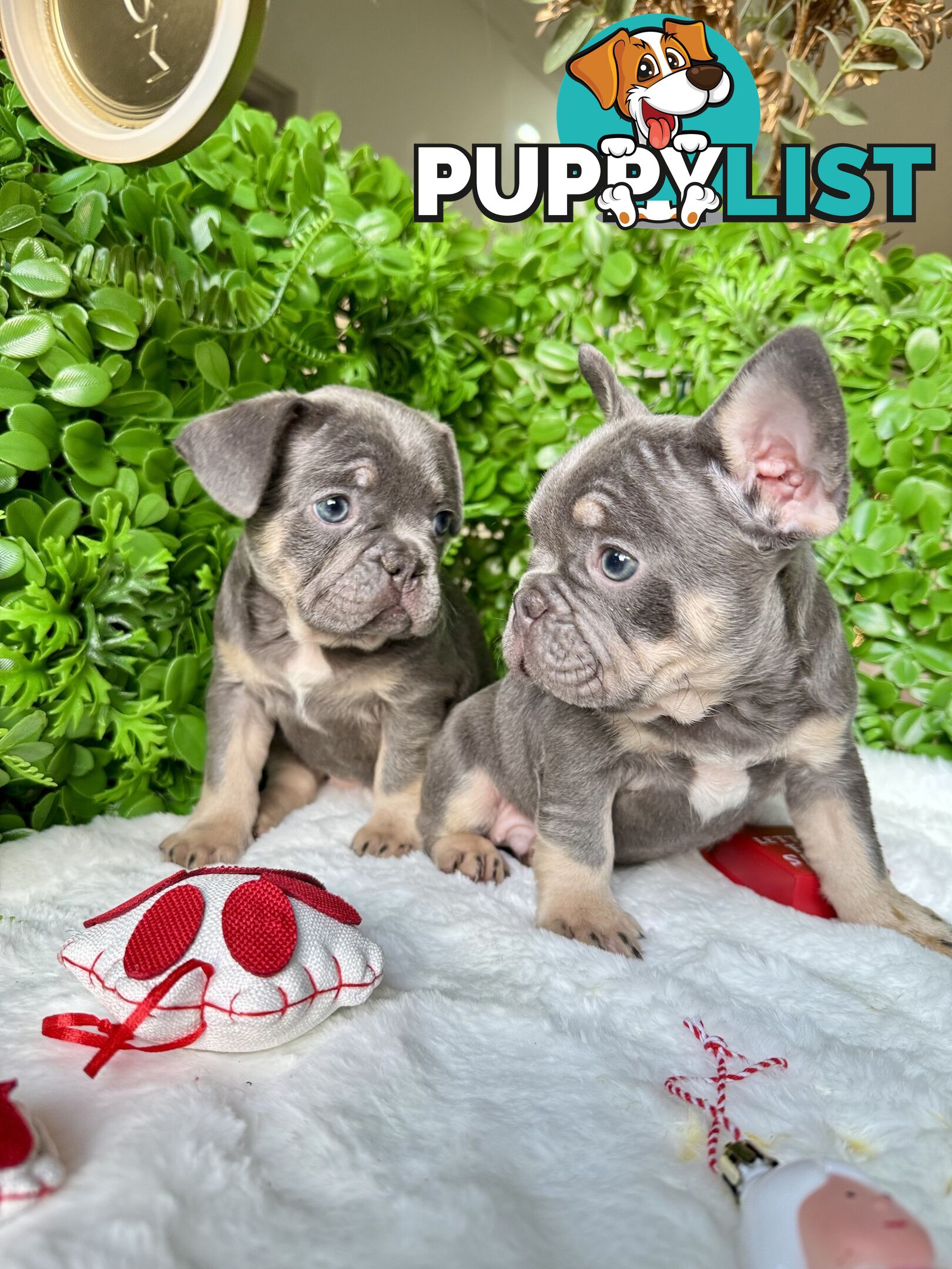 French Bulldog Puppies